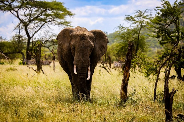 Słonie pomagają w walce z ociepleniem klimatu