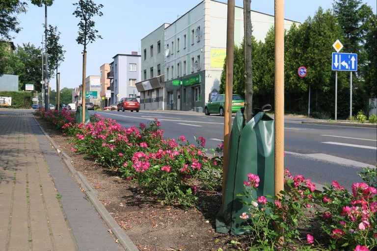 Rybnik stawia na podlewanie drzew w workach