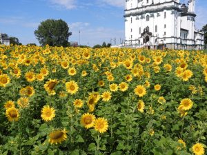 Pole słoneczników powstało w centrum miasta