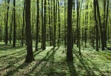 Lasy miejskie: zielone skarby aglomeracji