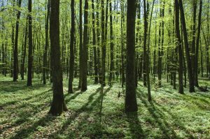 Pilscy leśnicy zasadzą w tym roku 23 mln drzew