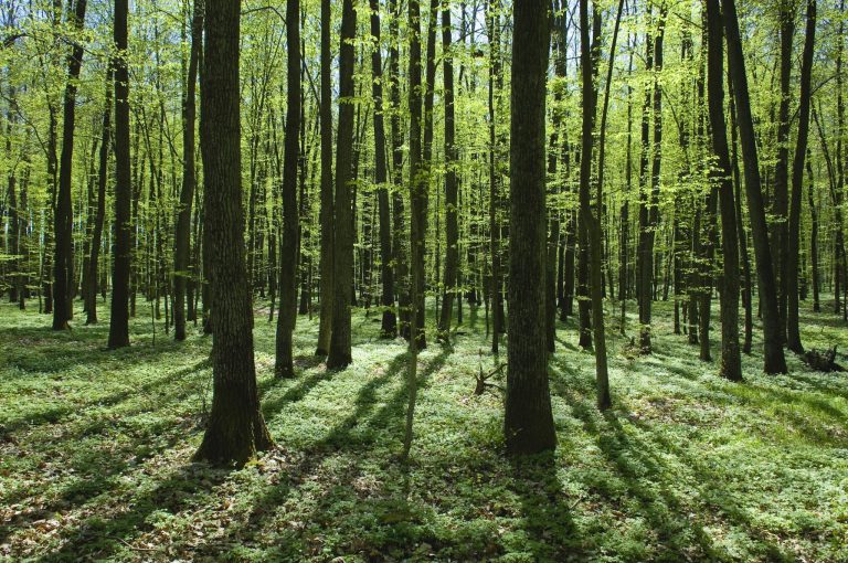 Naukowcy z PAN: za kilkadziesiąt lat z polskich lasów może zniknąć 3/4 drzew