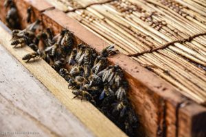 Miejskie ule dbają o bioróżnorodność