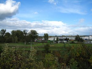 Toruń coraz bardziej zielony. Zobacz zdjęcia [GALERIA]