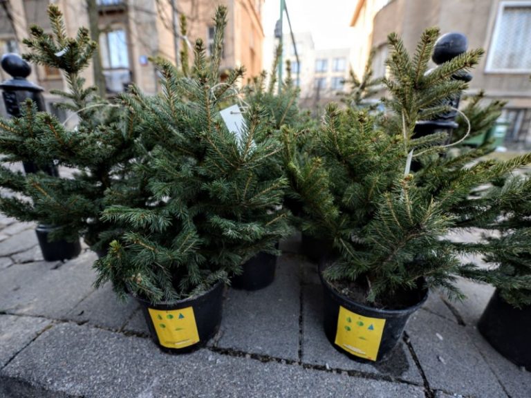 Miasto odbierze i posadzi choinki po świętach
