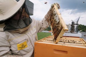 Naukowcy: zakładanie pasiek miejskich może szkodzić rodzimym gatunkom pszczół