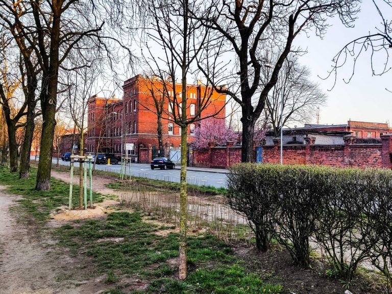 Pół kilometra nowych nasadzeń w Szczecinie