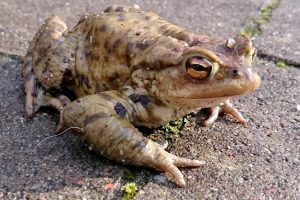 Trwa migracja chronionych ropuch