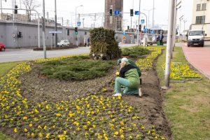 Prawie 200 tys. nowych roślin w Katowicach