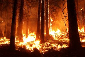Pożar lasów na obszarze Natura 2000