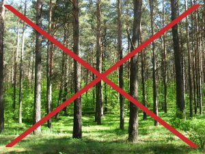 Ministerstwo Środowiska zakazuje wstępu do lasów państwowych