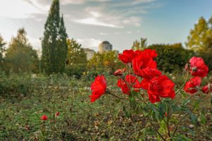 Łódź walczy z suszą i prosi rząd o pomoc