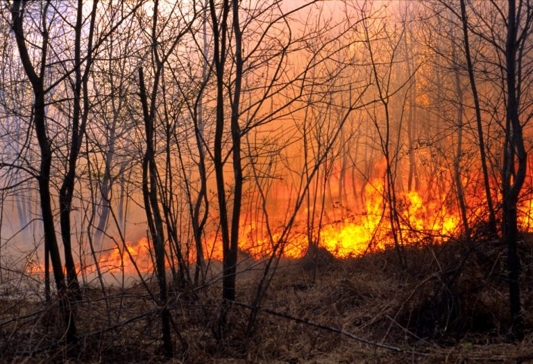 Pożar łąk i lasów w Biebrzańskim Parku Narodowym
