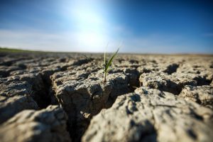 Zapobieganie skutkom suszy bez planu? Wody Polskie odpowiadają na zarzuty NIK
