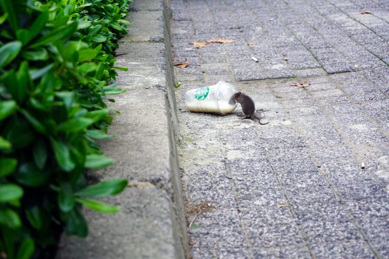 Szczury na ulicach miast w USA. Żywią się odpadami lub... innymi szczurami