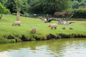 W zoo w Poznaniu powstanie biogazownia