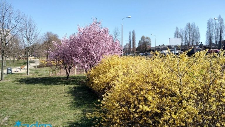 Koszenie w mieście ograniczone o 30%. Ważne także bezpieczeństwo drogowe