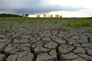 Susza – palący problem! Polskie miasta kontra zmiany klimatu