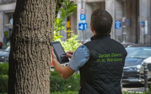 Trwa inwentaryzacja drzew w Warszawie w trosce o ich ochronę