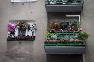 Miłe łąki na balkony. W Krakowie rozdają nasiona mieszkańcom