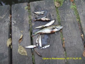 Zanieczyszczenie rzek Niechwaszcz i Wda. RZGW: nie ma katastrofy ekologicznej