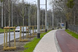 Wytną kilka drzew, ale posadzą 28 nowych