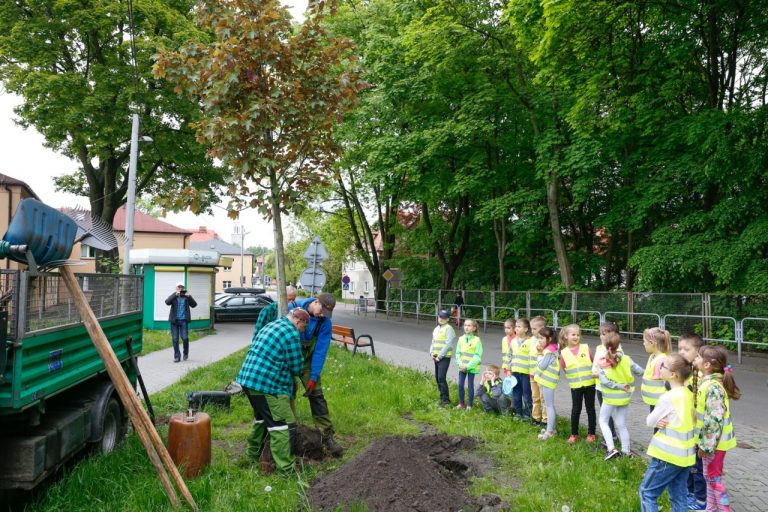 Ponad 600 nowych drzew w Katowicach. Będą kolejne