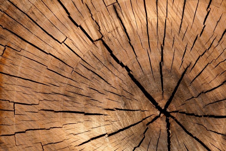 Naukowcy: spalanie drewna nie jest zieloną energią