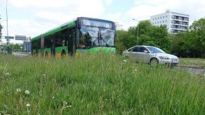 Kosić trawę czy nie kosić? ABC koszenia trawników