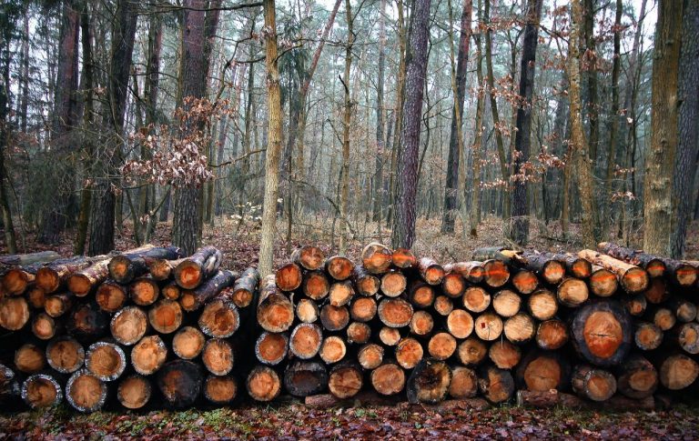 Lasy Państwowe chcą w 2021 r. sprzedać prawie tyle samo drewna, ile w tym roku