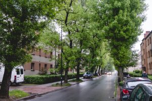 Gliwice. 100 nowych drzew i ponad 14 tys. bylin ozdobi drogi