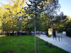 Prawie trzy tysiące nowych drzew w mieście. Wrocław stawia na zieleń miejską