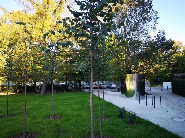 Prawie trzy tysiące nowych drzew w mieście. Wrocław stawia na zieleń miejską