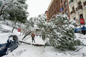 Atak zimy w Madrycie. Aż 600 tys. zniszczonych drzew!