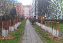 Wrocław. Zarządcy gminnych nieruchomości dbają o zieleń miejską