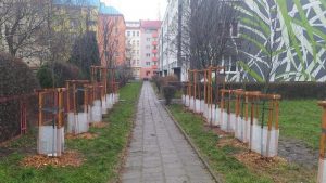 Wrocław. Zarządcy gminnych nieruchomości dbają o zieleń miejską