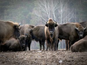 Ile żubrów żyje w Białowieży? Zakończyło się liczenie