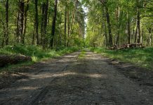 Senator Rybicki z interpelacją do ministra klimatu: “Nie zgadzamy się na masową wycinkę drzew w TPK”