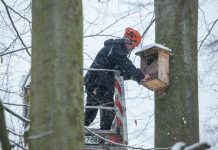 Jak i kiedy czyścić budki lęgowe? Gdańsk oczyścił ich aż 1300