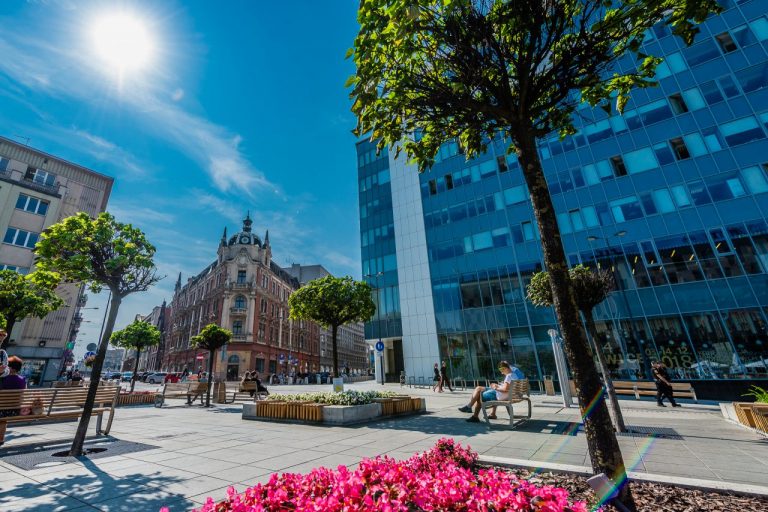 Wiśnie, klony i szlachetne krzewy. Tak Katowice zmienią zieleń miejską w centrum