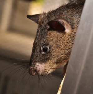Plaga agresywnych szczurów w Madrycie. To efekt nagromadzenia odpadów