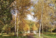 Wrocław: 750 nowych drzew i 8 tys. krzewów