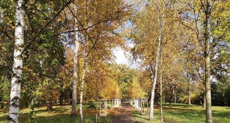 Wrocław: 750 nowych drzew i 8 tys. krzewów