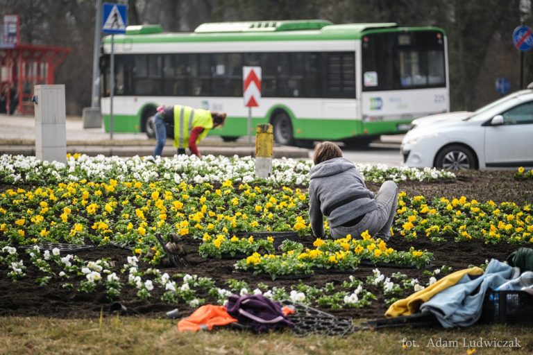 Bratki, stokrotki i kolorowe rondo - to wiosna w Białymstoku