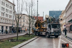 Zamiast wycinki - przeprowadzka. Drzewa z centrum Poznania przewieziono do osiedlowego parku