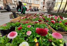 Pierwsze wiosenne kwiaty w Świdnicy