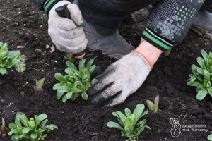 Wiosna to czas intensywnej pracy ogrodników w Warszawie