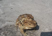 W Lublinie trwa wiosenna akcja ratowania migrujących żab