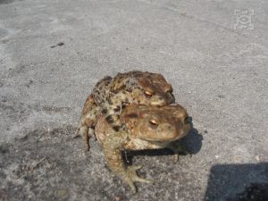 W Lublinie trwa wiosenna akcja ratowania migrujących żab