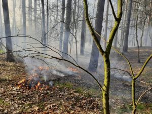Kolejne podpalenie lasu. Teren w Szczecinie podpalany regularnie od 2 lat